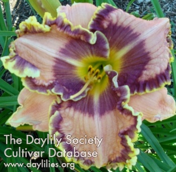 Daylily Dove's Delight